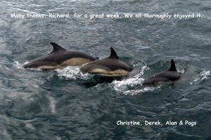 Dolphins, credit PS