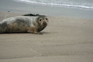 Baby Seal at Mingulay