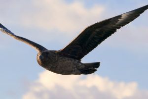 Skua, Bressay (credit BJ)