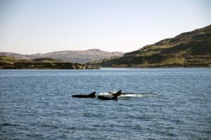 Bottlenose Dolphins at Gometra (credit MK)