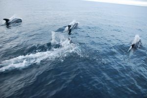 White Beaked Dolphins (credit SL)