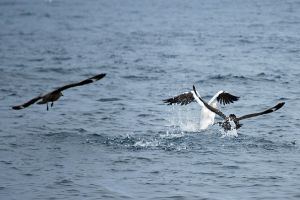 Skuas in Action (credit ID)