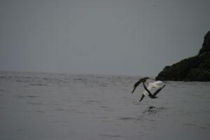 Skuas ganging up on Gannet, Boreray