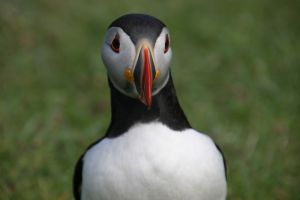 Puffin, Mingulay 