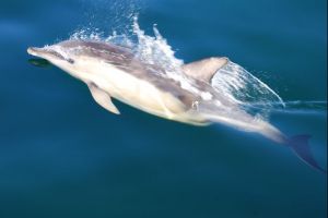 Summer Isles Dolphins 8.JPG
