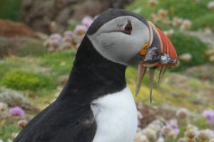 Puffin, Fair Isle (credit CM)