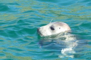 Grey Seal
