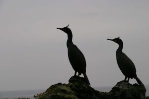 Shags at Treshnish