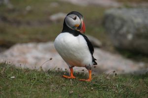Puffin, Mingulay