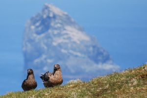Guarding the nest (credit ID)