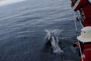 White Sided Dolphins, Cape Wrath
